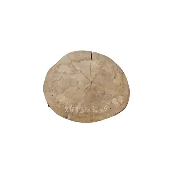 Plaster Jawora 37x32x4cm