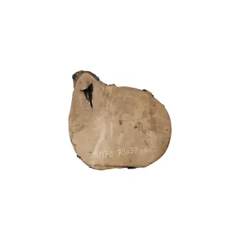 Plaster Jawora 39x37x4cm