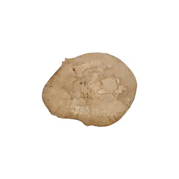 Plaster Jawora 33x28x4cm