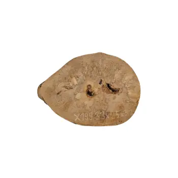 Plaster Jawora 33x25x3cm