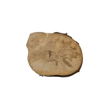 Plaster Jawora 38x33x5cm