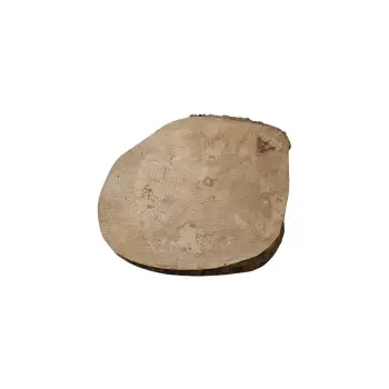 Plaster Jawora 39x35x5cm