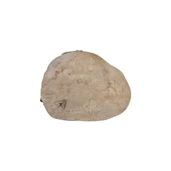 Plaster Jawora 42x36x5cm