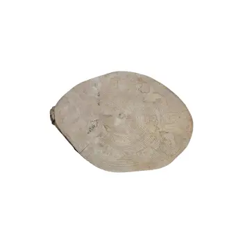 Plaster Jawora 43x34x5cm