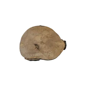 Plaster Jawora 40x34x5cm