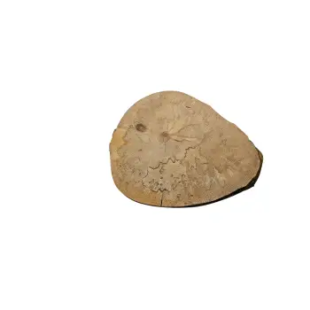 Plaster Jawora 37x30x4cm