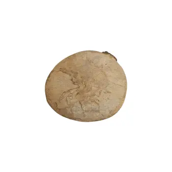Plaster Jawora 28x25x3,5cm