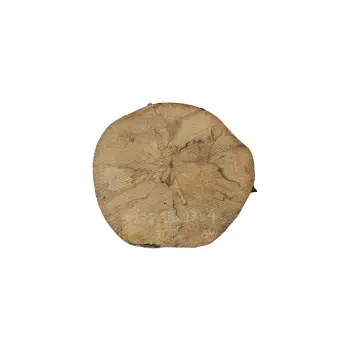 Plaster Jawora 29x27x4cm