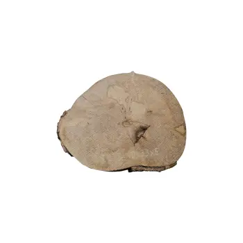 Plaster Jawora 40x33x5cm