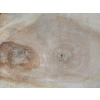 Plaster Kasztanowca 60x53x7cm