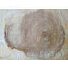 Plaster Kasztanowca 56x53x7cm