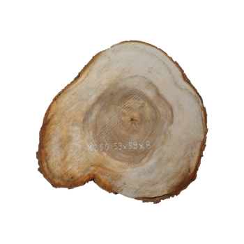 Plaster Kasztanowca 59x59x8cm