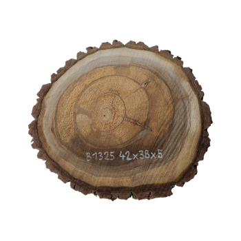 Plaster Orzecha Włoskiego 42x38x5cm