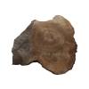 Plaster Orzecha Włoskiego 60x62x6cm