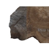 Plaster Orzecha Włoskiego 60x62x6cm