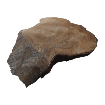 Plaster Orzecha Włoskiego 60x62x6cm