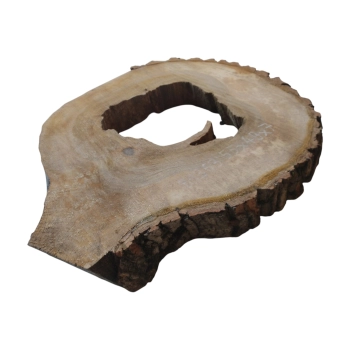 Plaster Orzecha Włoskiego 55x49x7cm