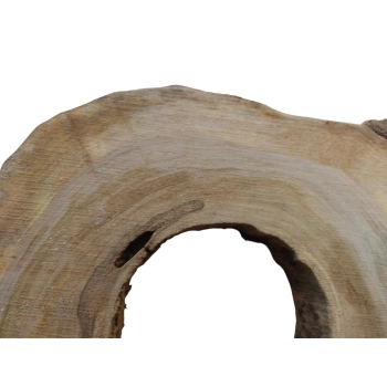 Plaster Orzecha Włoskiego 50x47x6cm