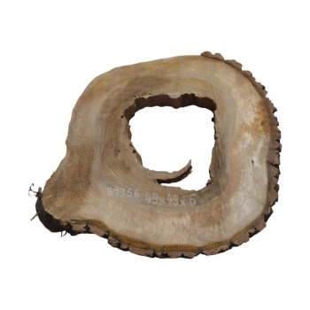 Plaster Orzecha Włoskiego 49x49x6cm