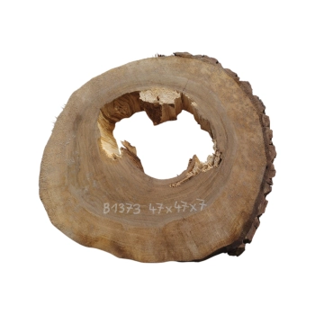 Plaster Orzecha Włoskiego 47x47x7cm