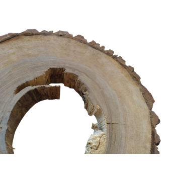 Plaster Orzecha Włoskiego 50x47x7cm
