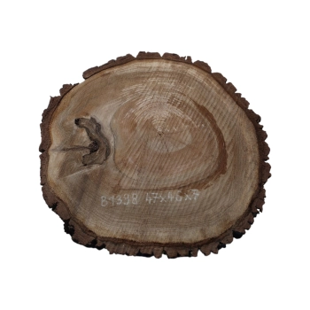 Plaster Orzecha Włoskiego 47x46x7cm