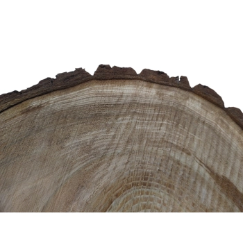 Plaster Orzecha Włoskiego 47x46x7cm
