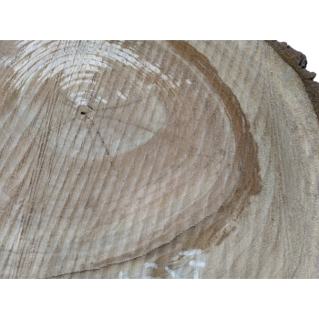 Plaster Orzecha Włoskiego 47x46x7cm