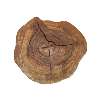 Plaster Wiązu 78x73x8cm