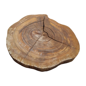 Plaster Wiązu 78x73x8cm