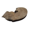 Plaster Jawora 63x43x7cm