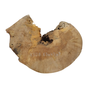 Plaster Jawora 63x43x7cm
