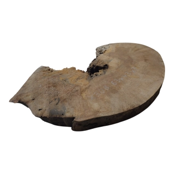 Plaster Jawora 63x43x7cm
