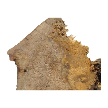 Plaster Jawora 63x43x7cm