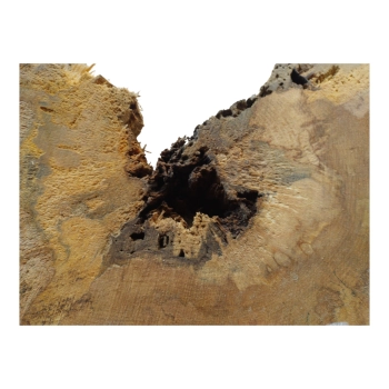 Plaster Jawora 63x43x7cm