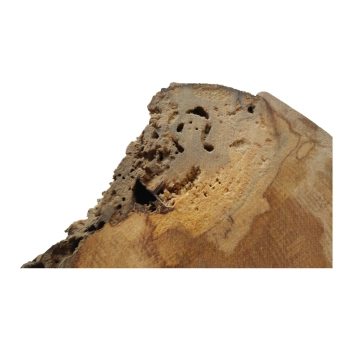 Plaster Jawora 63x43x7cm