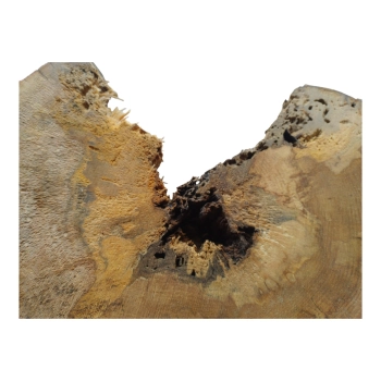 Plaster Jawora 63x43x7cm