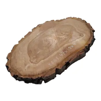 Plaster Orzecha Włoskiego 47x32x4cm