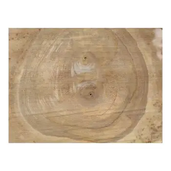 Plaster Orzecha Włoskiego 37x35x4cm