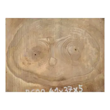 Plaster Orzecha Włoskiego 41x37x5cm