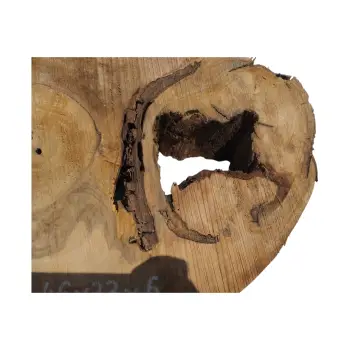 Plaster Orzecha Włoskiego 46x33x6cm