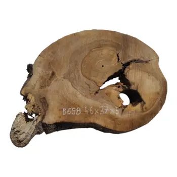 Plaster Orzecha Włoskiego 46x37x5cm