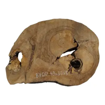 Plaster Orzecha Włoskiego 49x38x5cm