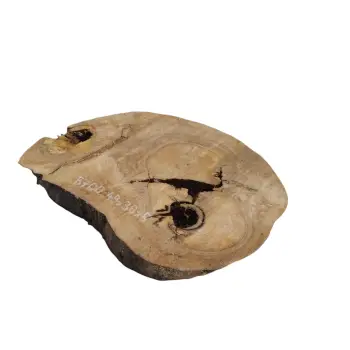 Plaster Orzecha Włoskiego 49x38x5cm