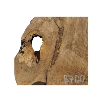 Plaster Orzecha Włoskiego 49x38x5cm