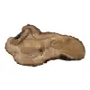 Plaster Orzecha Włoskiego 64x34x7cm