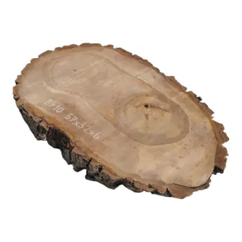 Plaster Orzecha Włoskiego 57x32x6cm