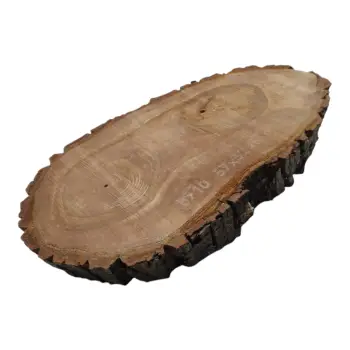 Plaster Orzecha Włoskiego 57x32x6cm