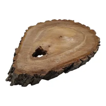 Plaster Orzecha Włoskiego 44x38x5cm