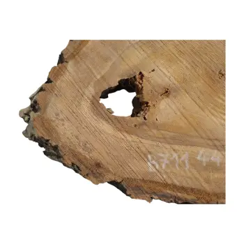 Plaster Orzecha Włoskiego 44x38x5cm